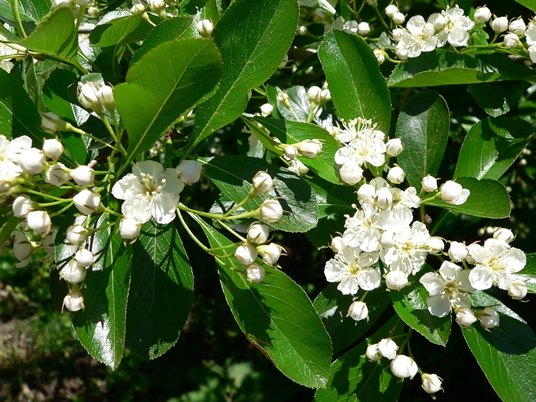 {Crataegus crus-galli}